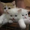 Beautiful Persian Mix Kittens