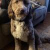 Re homing aussiedoodle
