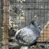 Hungarian Giant House Pigeon Young Hen