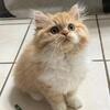 🐾 6 Beautiful Persian Kittens (Males & females) – Ready for the new homes🐾
