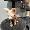 Sphynx kitten