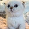 Scottish fold kitties coming with shots and deworming