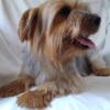 Yorkshire Terrier Female 2.5 Years Old