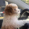 9 Month Old Male Shih Tzu
