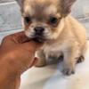 Fluffy frenchie puppy for sale (male)