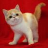 Adorable CFA Reg Cream Spotted Tabby White Exotic Short Hair Male