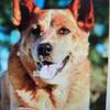 Australian Red Heeler - male