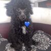 Beautiful Toy Poodles (price reduced)