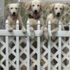 Beautiful Goldens Ready