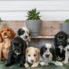 Beautiful Litter of Cocker Spaniel Puppies