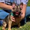 Frenchie female Full AKC