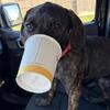 5 month old Cane Corso female