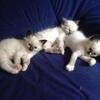 Cute Kittens
