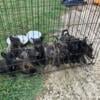 dutch shepherd 6 weeks old rehome fee