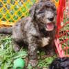 Mini bernedoodle (20-30 lbs) merle female ready to go