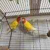 Bonded pair