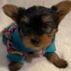 Male loveable yorkie