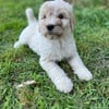 Saint Bernedoodle puppies