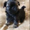 AKC Shih Tzu Puppies ~ Quality ~ Sunning ~ Irresistible - 3 Females,1 male (AKC Parents, DNA Health Tested)