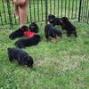 AKC ROTTWEILER PUPS