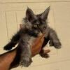 GORGEOUS POLY MAINE COON F 740-979-9668