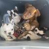 French Bulldog Puppies!!