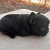 Beautiful Black Brindle Female Frenchie!! 