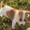 Jack Russell Terrier puppies!