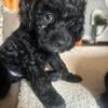 Mini Cockapoo