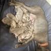 Full Blooded ICCF registered Cane Corso pups