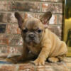 Direct Bad Bunny Blue eyes French bulldogs ACK pups