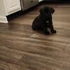 Cane corso puppies
