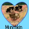 Munchkin Kittens