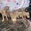 Weimaraner Puppies ready now