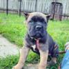 Female Cane Corso puppy