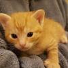 Price Flexible - Orange and Gray Bengal Kittens
