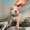 XL American Bully Puppies