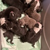 Xl American Bully Pups For Sale