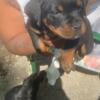 Rottweiler Puppy Greensboro NC