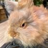 Chestnut Agouti Pedigree English Angora Buck Bunny Rabbit Baby