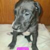 Beautiful Great Dane Pups Ready for their forever home