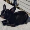 French Bulldog pups, males purebred nine weeks old