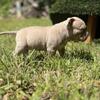 Bully puppies