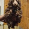 CKC miniature poodle for adoption