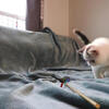 DesignPurrs  Exotic Short Hair  and  Persian kitten