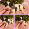 Schnoodle puppies