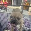 Male Frenchie