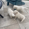 Double Doodle Puppies (6wks) For Loving Homes