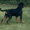 German Rottweiler Youth Available (6 month old Female) Working Dog 