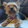 CKC Adult Female Yorkie